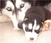 HudsonsHuskies-like-mother-like-son.jpg
